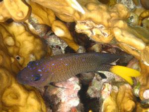 Some kind of reef fish