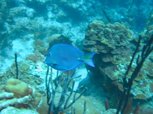 Blue Tang