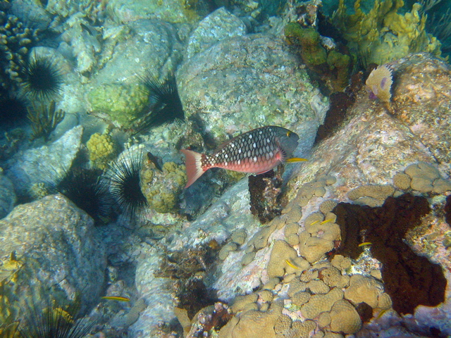 Stoplight Parrott Fish