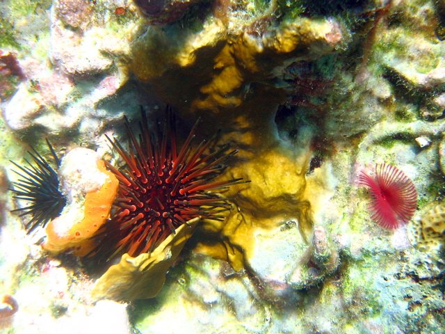 Red Urchin