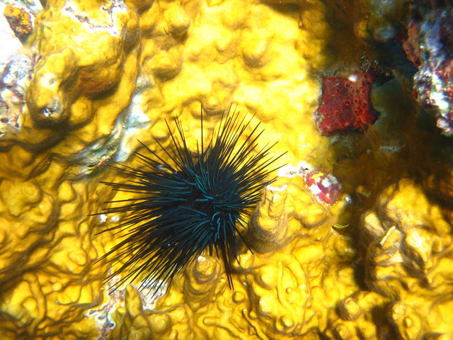 Sea Urchin