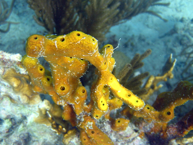 Yellow Sponge