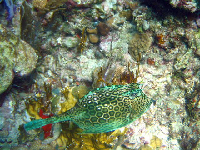 Cow Fish (Lactoria Cornuta)