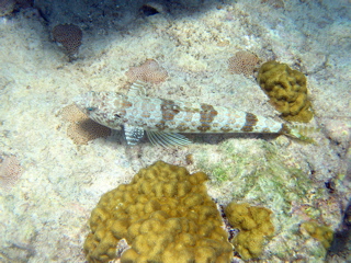Sand Diver