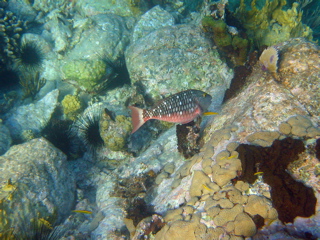 Stoplight Parrott Fish