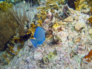Blue Tang