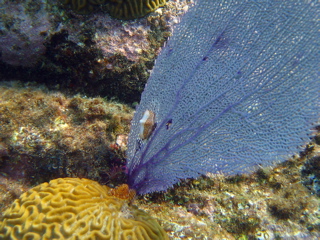 Flamingo Tongue Snail