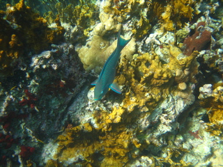 Parrott Fish