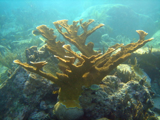 Elkhorn Coral