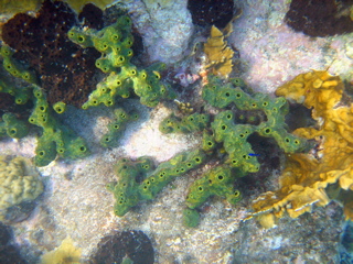 Green Sponge