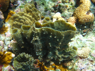 Olive-Colored Sponge