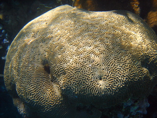 Large Brain Coral