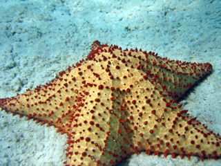 Starfish