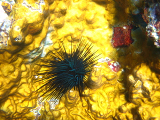 Sea Urchin