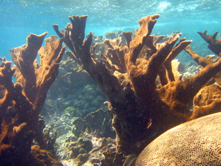 Elkhorn Coral