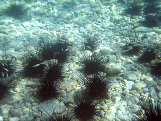 Sea Urchins