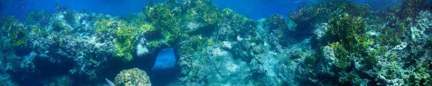 Underwater at The Indians