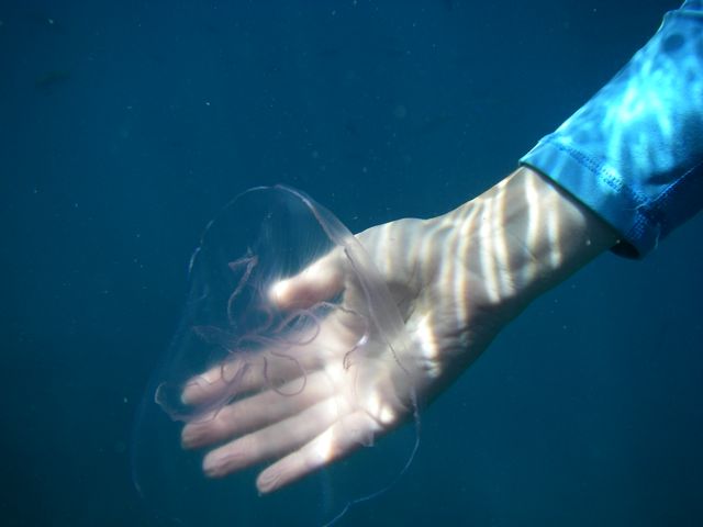 Jellyfish