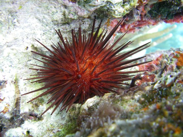 Red Urchine