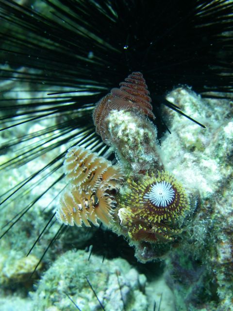 Christmastree tubeworms