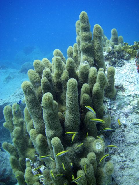 Soft Coral