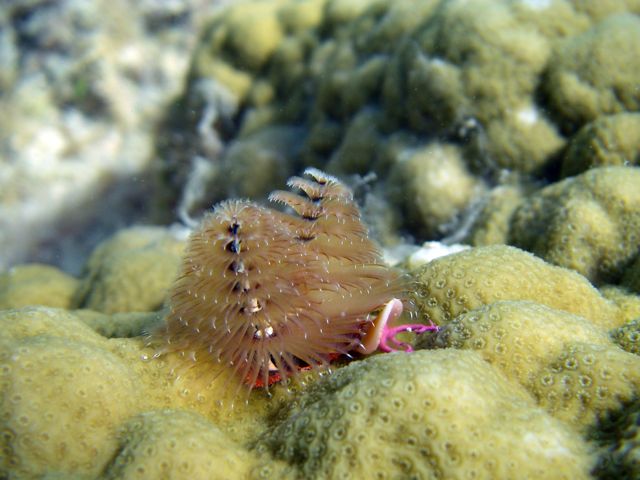 Christmastree tubeworms