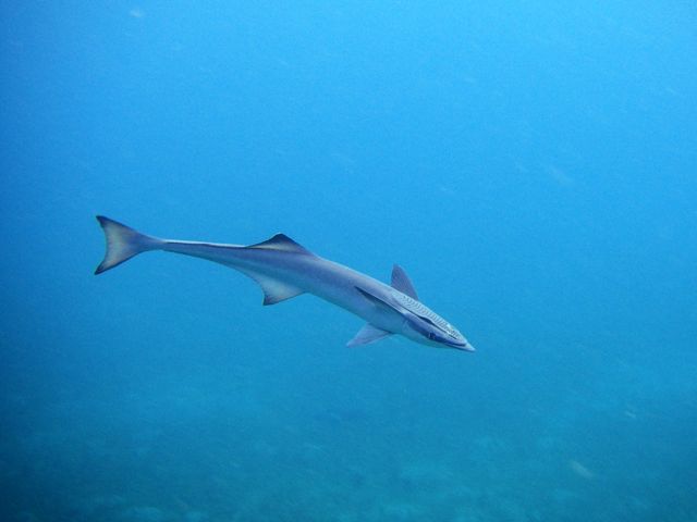 Remora