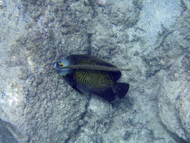 French Angelfish and Trumpetfish