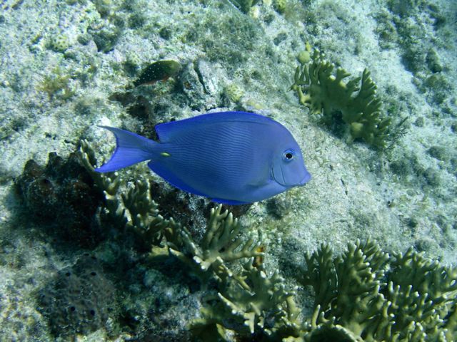 Blue tang
