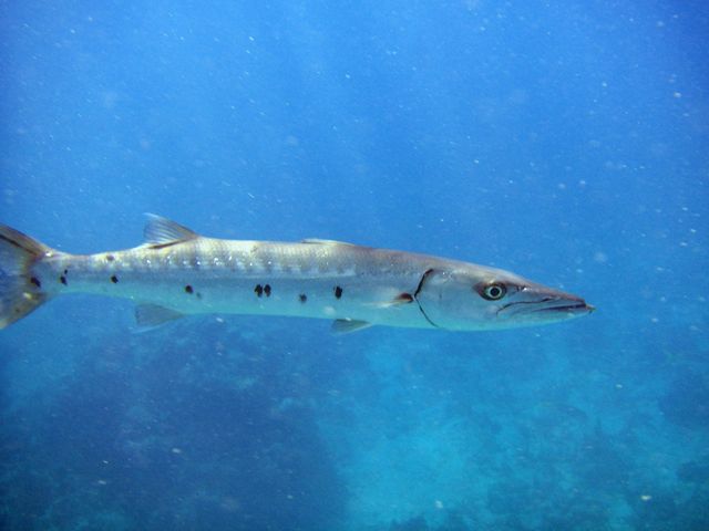 Barracuda