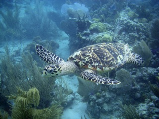 Turtle