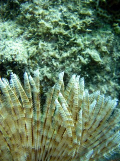 Feather-duster detail