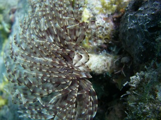 Feather-duster Tube Worm