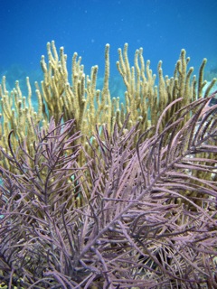 Soft coral
