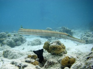 Trumpet fish