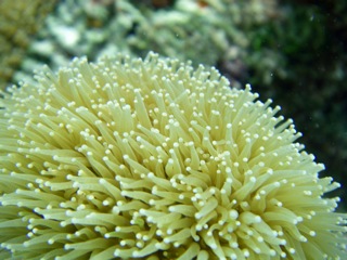 Anemone