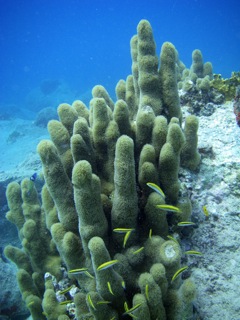 Soft Coral