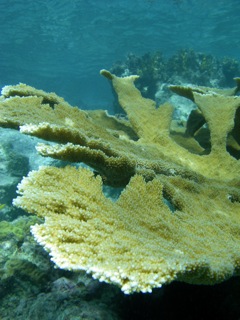 Elkhorn coral