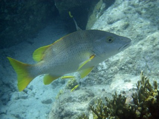 Grouper
