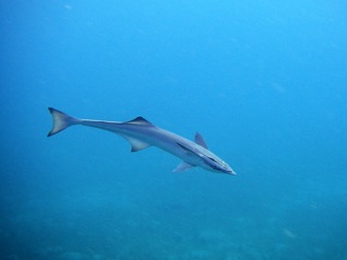 Remora