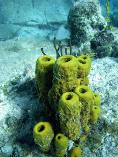 Yellow sponge