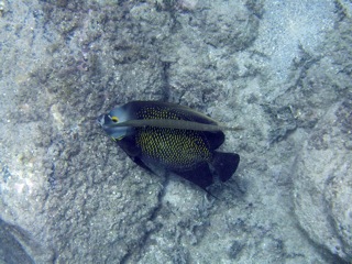 French Angelfish and Trumpetfish
