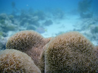 Soft coral