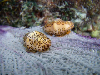 Flame-tongue snails