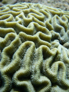 Brain Coral