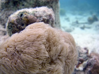 Soft coral