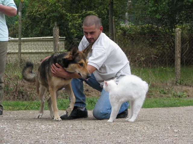 Fluffy, meet the nice doggie