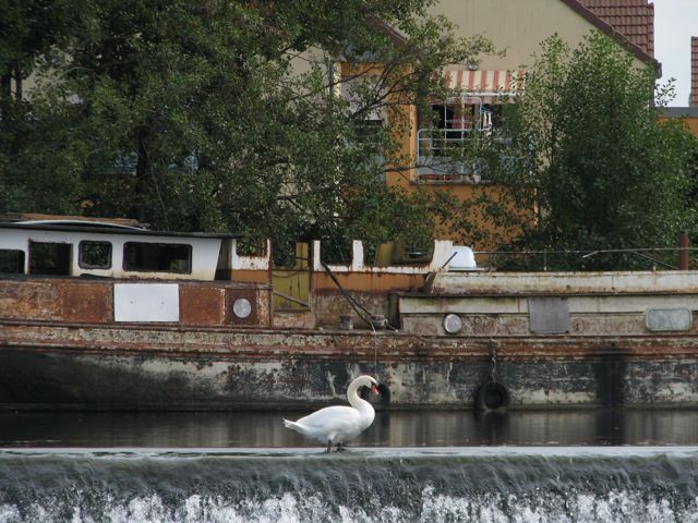 Un cygne blanc