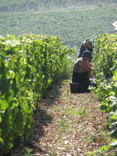 Hand picking the Premier Cru