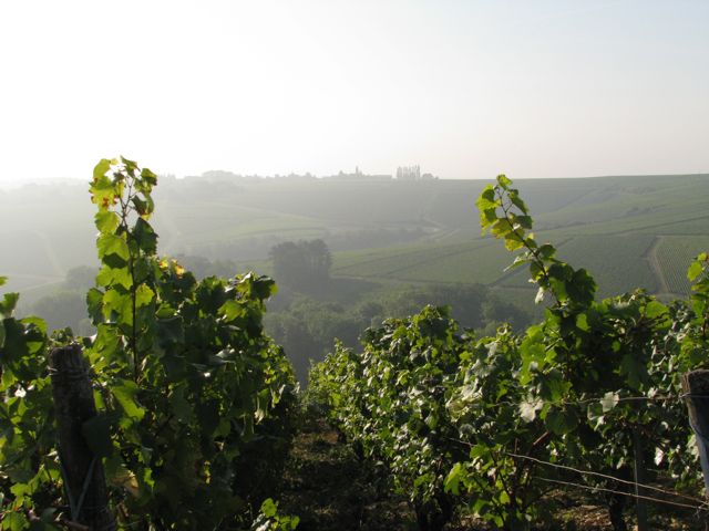 Chablis vineyards